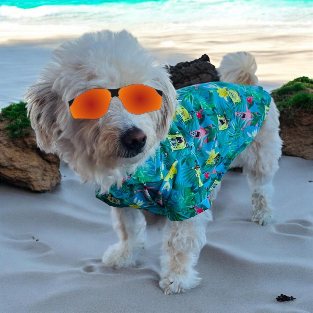 🐾 ¡Más que moda! 5 razones para vestir a tu perro con amor y estilo