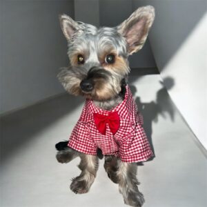 camisas para perros para ir a una fiesta