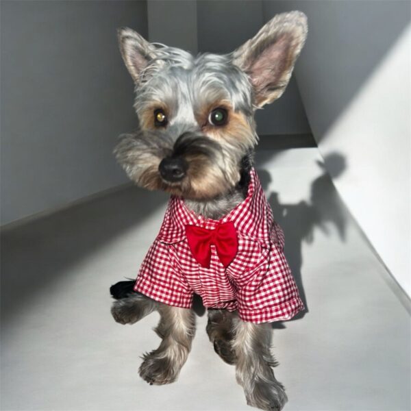 camisas para perros para ir a una fiesta