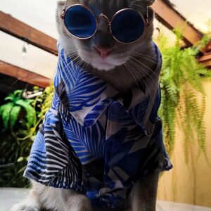 camisas para gatos