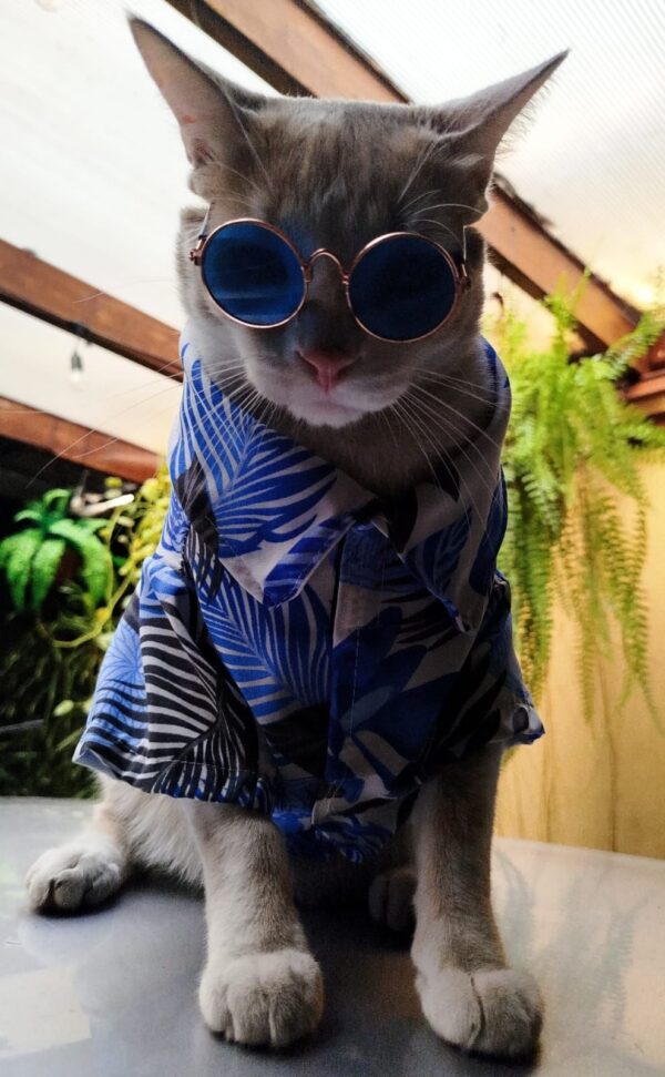 camisas para gatos