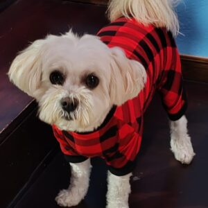 pijamas con lindos diseños para perros