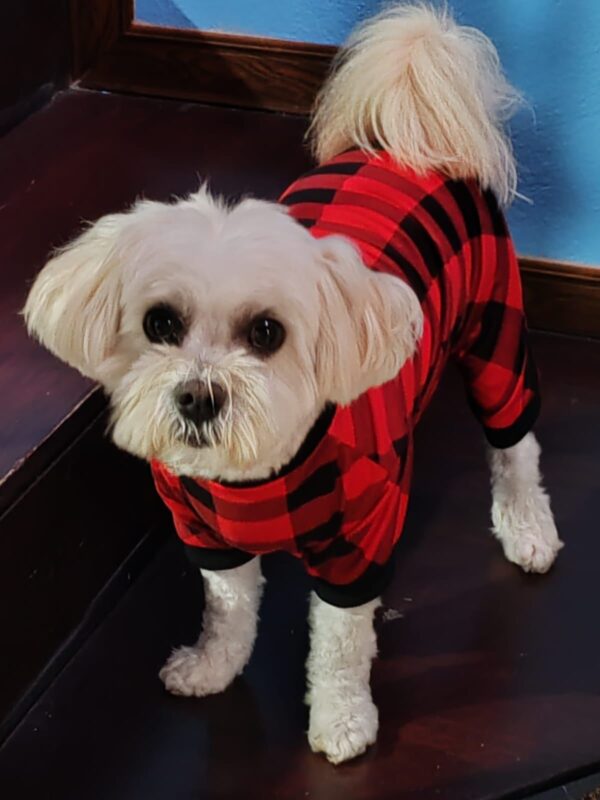 pijamas con lindos diseños para perros