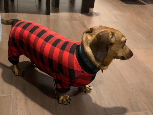 pijamas con lindos diseños para perros - Imagen 2