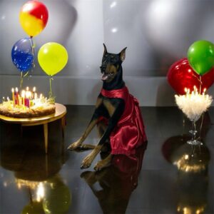 Vestido de gala para celebrar el cumpleaños de tu mascota