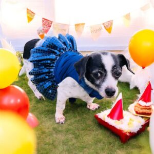 Vestidos de gala para fiestas perrunas