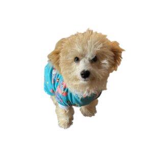 pijamas para mascotas