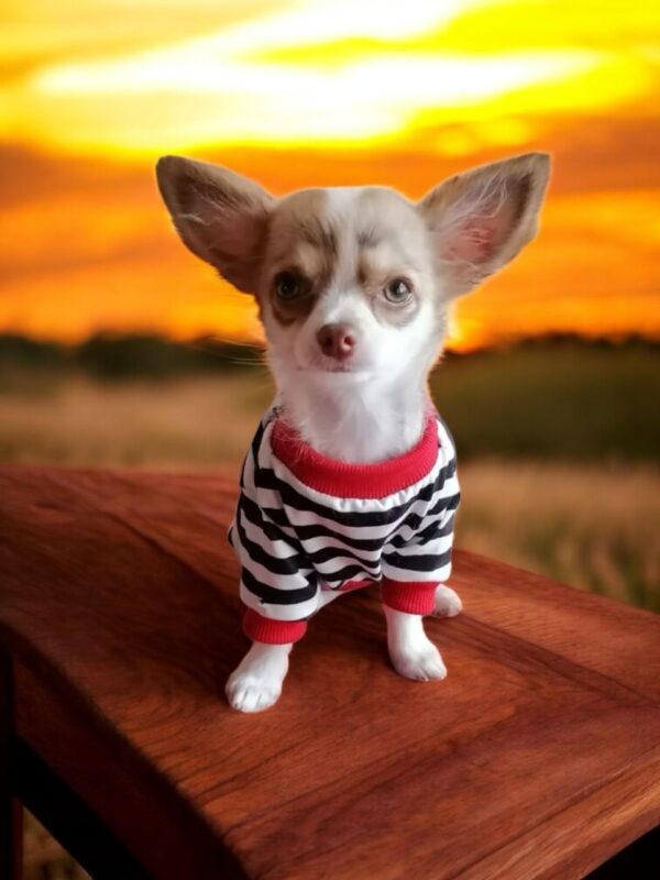 Camisas de rayas para perros