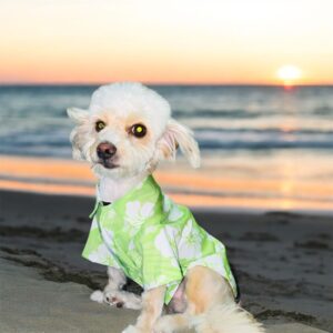 Camisa Hawaiana Verde con Flores Blancas para Perros – ¡Verano con estilo!