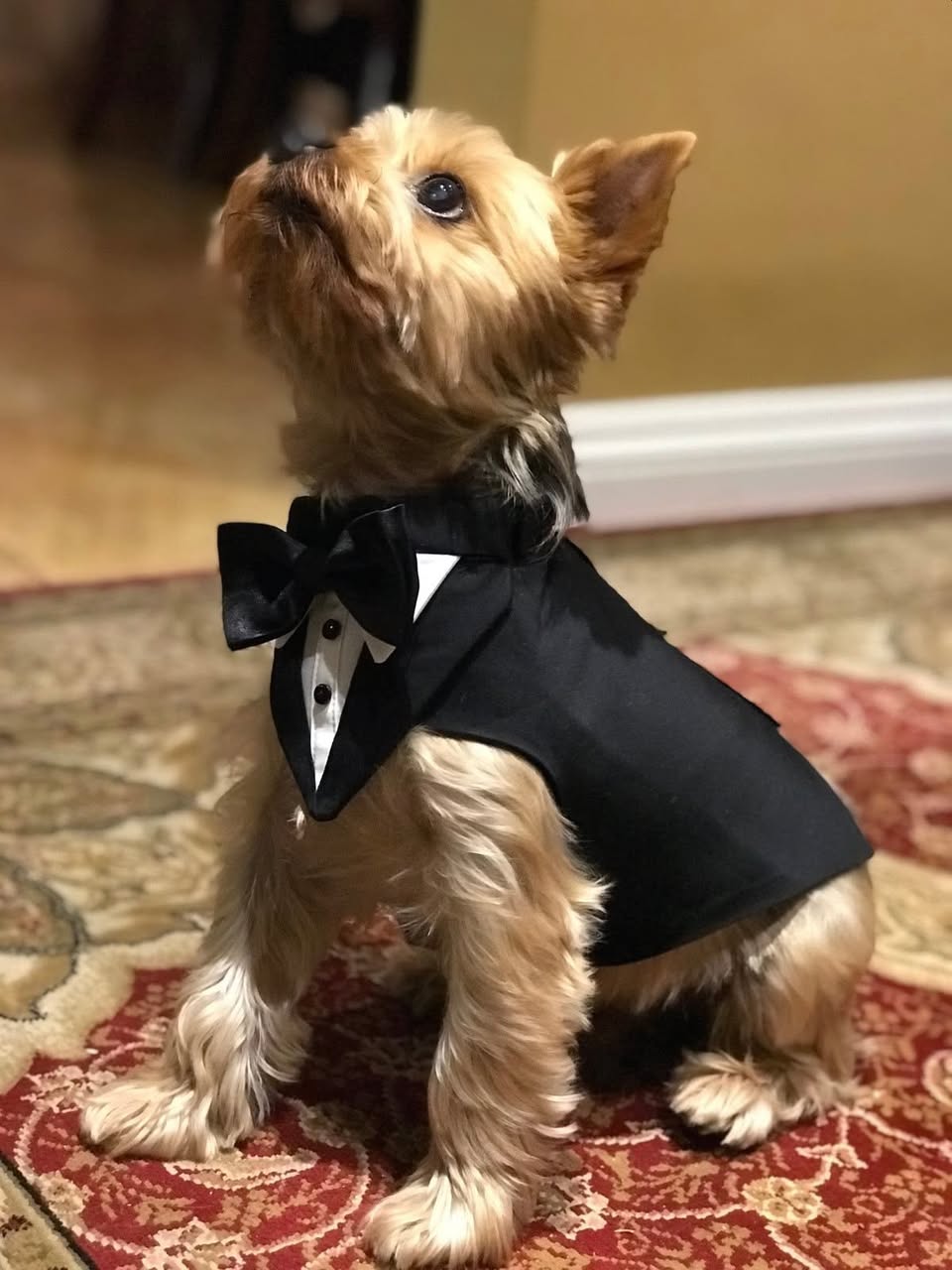 Traje de Fiesta para Mascotas - Imagen 2