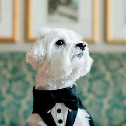 Traje de Fiesta para Mascotas - Imagen 3