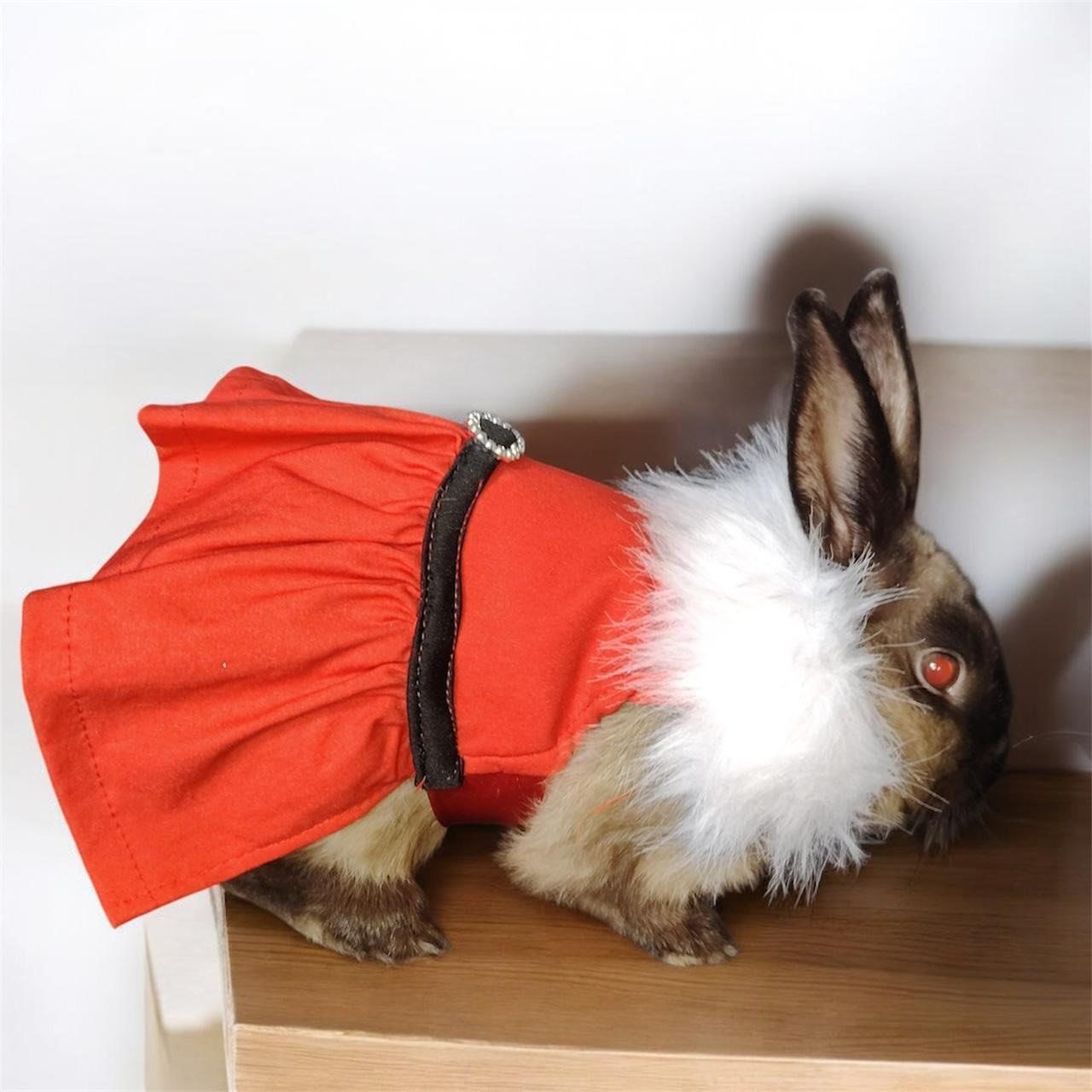 Traje de Fiesta para Mascotas - Imagen 5